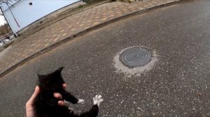 Подобрал котенка на трассе. Спасение котенка. Котенок один в лесу у трассы.