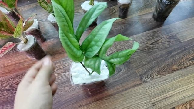 НОВИНКИ/Распаковка АГЛАОНЕМ И РЕДКИХ АЛОКАЗИЙ / Монстера Блю Спайдер #flower and boy смотреть онлайн