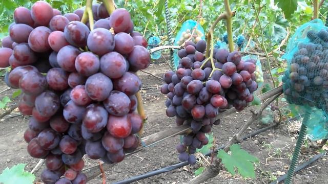 Виноград-Подарок Несветая . смотреть онлайн