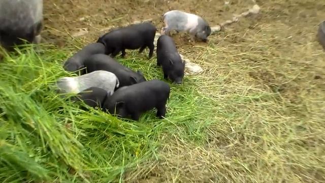 Вьетнамские поросята месяц от роду , готовы к продаже. смотреть онлайн