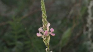 пристрелка  Sytong RM03-35LRF с дальномером 1000 м