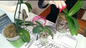 УМНЫЙ ПОЛИВ ОРХИДЕЙ / КАК УБРАТЬ ВОДОРОСЛИ в кашпо с ОРХИДЕЕЙ? / Перекись водорода для орхидей