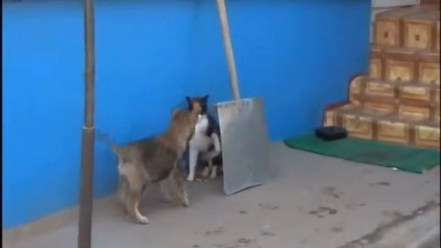 Мой Дружок!!! смотреть онлайн