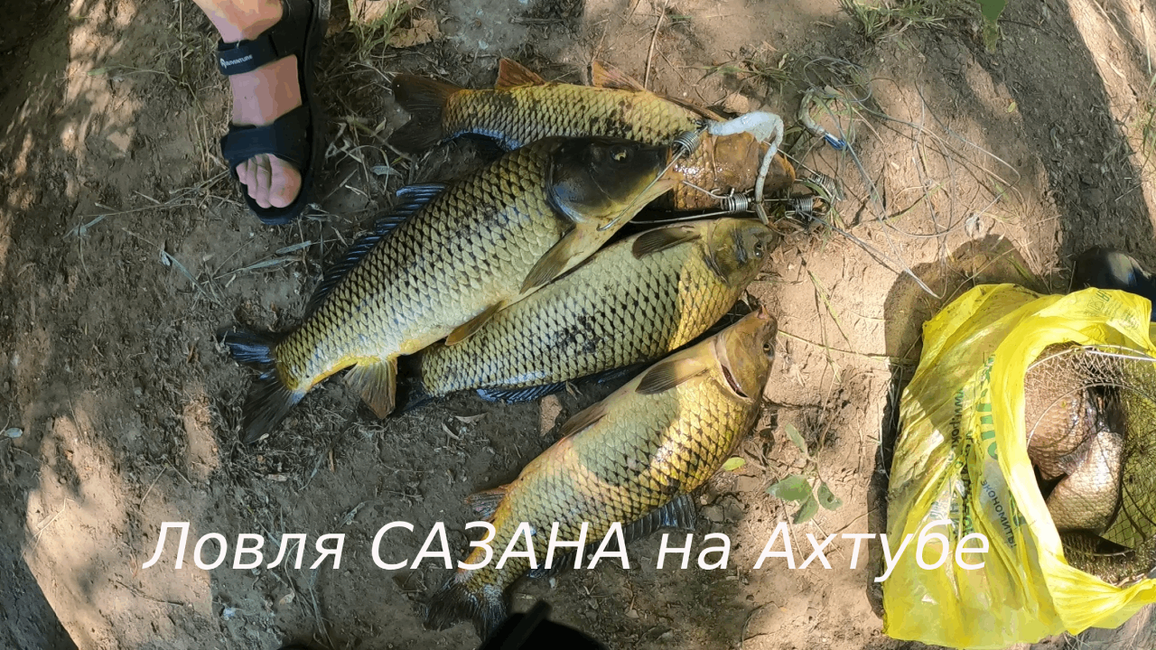 Ловля САЗАНА на донку с берега.Обидный сход АМУРА на 10 кг. Забан с чехонью в огромном количестве. смотреть онлайн