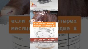 Вакцина ЛТФ против трихофитии КРС видео инструкция