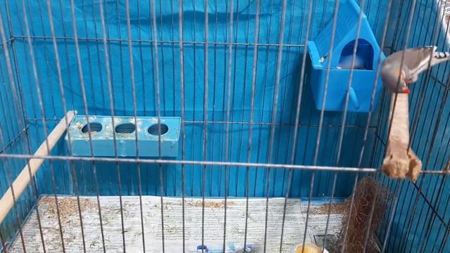 Finch male nesting || zebra finch care | for beginners || Nesting of caged birds смотреть онлайн