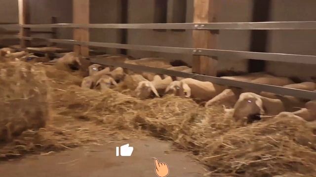 Бараны и овцы Мериноландшаф! Мясная, шерстяная порода овец! Овцы породы Мериноланд ярки! Овцеводств смотреть онлайн