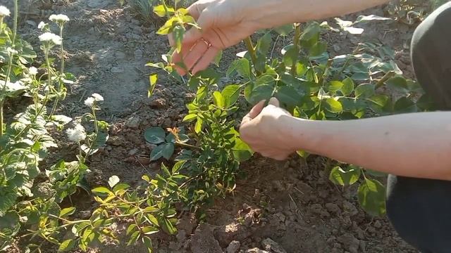 РОЗА или поросль ШИПОВНИКА?Как распознать и правильно удалить? смотреть онлайн