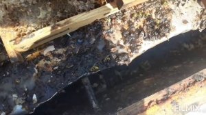 Солнечная воскотопка  своими Руками ! Для перетопки Тёмных Пчелиных Сот!