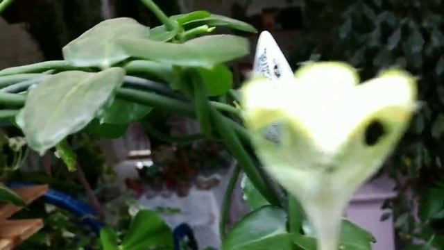 PARAQUEDAS: Ceropegia Sandersonii #suculentaspendentes #plantasPARAQUEDAS смотреть онлайн