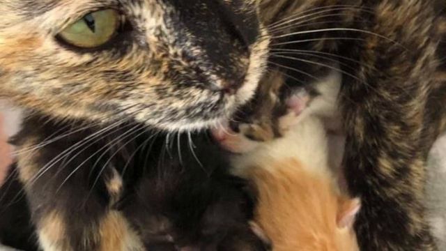 A stray cat who was found covered in snow, got help just in time, so her kittens could thrive. смотреть онлайн