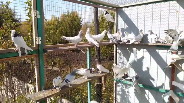 В гостях у Мироненко Валерия Ивановича.Голуби Донбасса, г.Донецк(Бойные, лётные). смотреть онлайн