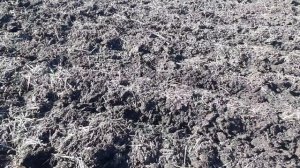 Испытание самодельного культиватора рыхлителя с Мтз 80.