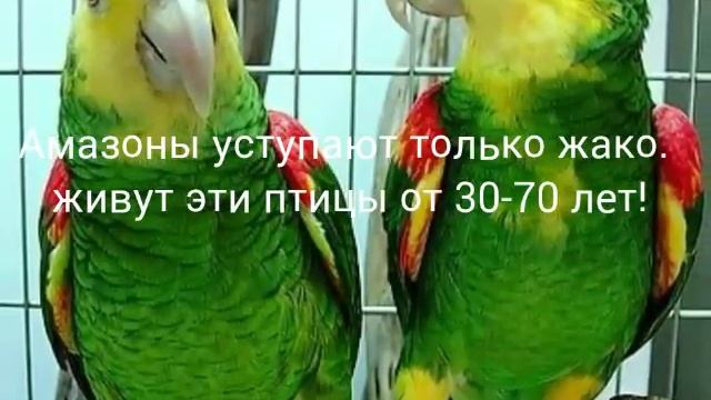 Немного об амазонах смотреть онлайн