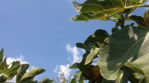 Как растет инжир в Сочи