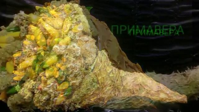 Осенние формы. Рог изобилия. смотреть онлайн