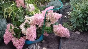 ОБЗОР МЕТЕЛЬЧАТЫХ ГОРТЕНЗИЙ. Лучшие сорта. Ливни и гортензии.