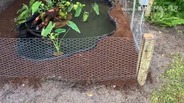 INSANE NEW TURTLE POND/ENCLOSURE смотреть онлайн
