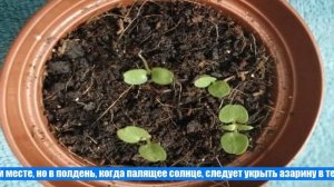 Как вырастить азарину лазающую из семян на рассаду в домашних условиях