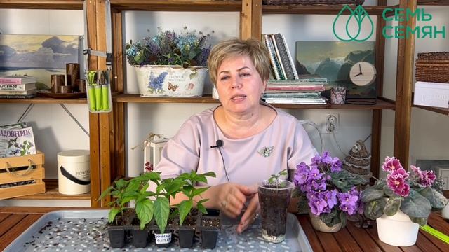 Главные правила полива рассады! смотреть онлайн