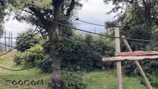 Прогулка по зоопарку в Ирландии. Fota wildlife park. смотреть онлайн