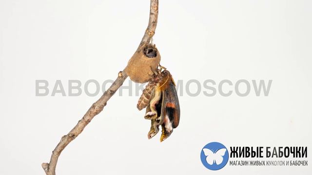 Рождение бабочки - Attacus Atlas смотреть онлайн
