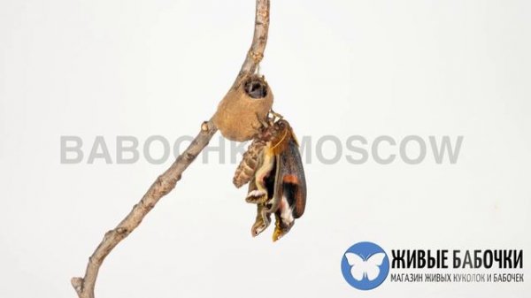 Рождение бабочки - Attacus Atlas