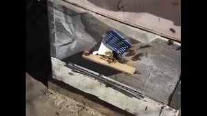 апрель на пасеке - вывод раннего трутня для облета маток