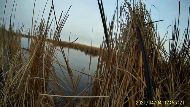 весенняя охота на утку))) четверо в камышах) смотреть онлайн