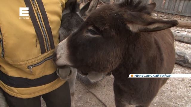 Фермеры на юге Красноярского края завели верблюда из Монголии и хитрых ослов смотреть онлайн