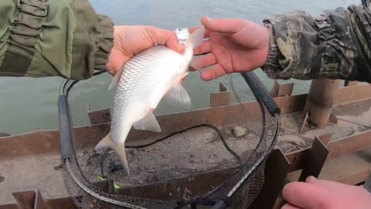 ЛОВЛЯ ВЕСЕННЕЙ ТАРАНИ (ПЛОТВЫ) НА РЕКЕ ФИДЕРОМ. РЫБА СТОИТ СТЕНОЙ. ЖОР В НЕРЕСТОВЫЙ ПЕРИОД. смотреть онлайн