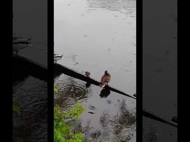 #утки #утята #природавокруг #весна смотреть онлайн