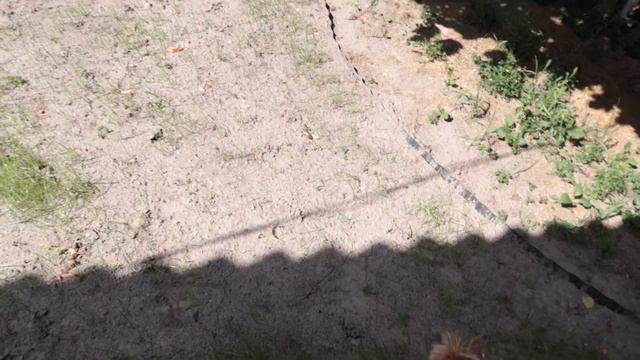 Самое красивое видео на канале. Время собирать урожай лаванды. Подсев газона после проливных дождей смотреть онлайн