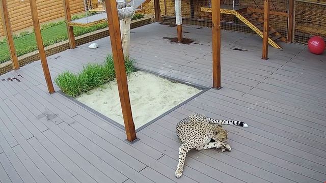 Утреннее бешенство гепарда смотреть онлайн