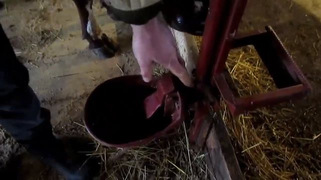 Стойло для коров от А до Я, без больших затрат. ПРИВЯЗЯ смотреть онлайн