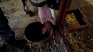 Стойло для коров от А до Я, без больших затрат. ПРИВЯЗЯ