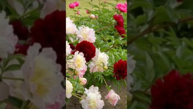 ПОЧЕМУ ПИОНЫ ПЛОХО ЦВЕТУТ ??? смотреть онлайн