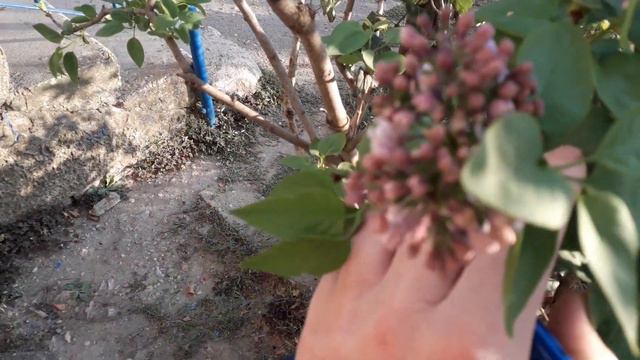 #Энем #расцвела #сирень в сентябре чудо погода 17 09 2021 смотреть онлайн