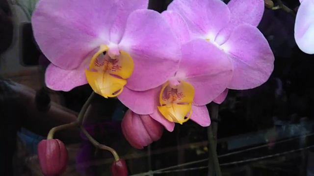Орхидеи, начало цветения и гибискус-тонкости ухода смотреть онлайн