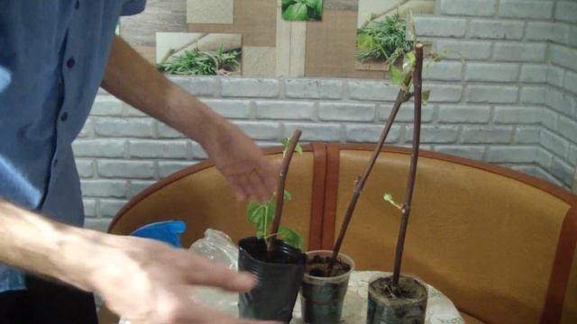 Сохнут листья у черенков винограда? Как поступаю я,посмотрите в этом ролике. смотреть онлайн