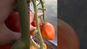 ? БОМБА ТОМАТ-ГИГАНТ???Древнее сердце Акви Терме -Самый урожайный сорт сезона 2022 года! ???