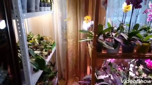 Новый Стеллаж для Орхидей | Мир, Труд, Май смотреть онлайн