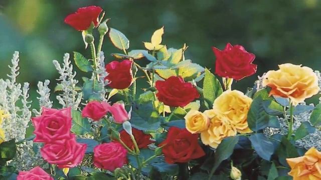 РОЗА в горшке. Как правильно выбрать в магазине и как сохранить ее после покупки. смотреть онлайн