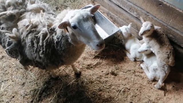 Катумские гибриды-тройня! смотреть онлайн