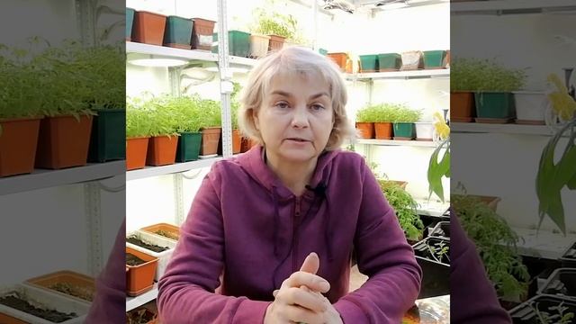 Описание сорта "Сызранская пипочка-Плясуновой" смотреть онлайн