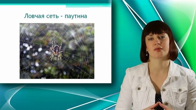 Паук - крестовик. Класс Паукообразные. Уроки Биологии Онлайн смотреть онлайн