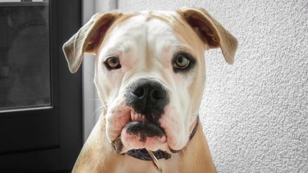 FUNNY ANIMAL PICTURES - Funniest Photos of Animals Slideshow