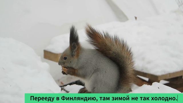 Обсудили с белкой новость: житель Тюменской области выиграл в лотерею один миллиард рублей. смотреть онлайн