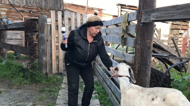 Ставим витамины козам. Элеовит козам. смотреть онлайн