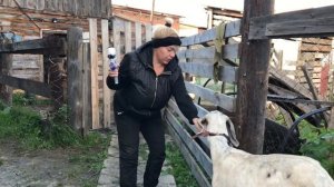 Ставим витамины козам. Элеовит козам.